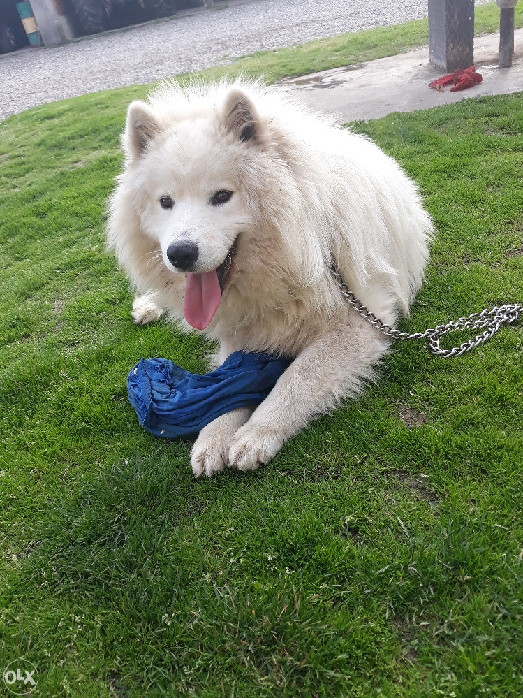 Sibirski Samojed Spreman Za Parenje Parenje Olx Ba