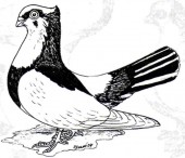 Mirza666
