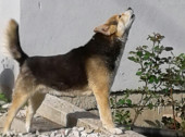 mirsadzun