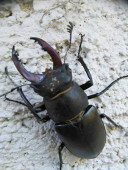 redmia