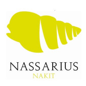 Nassarius