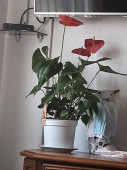 sejo2