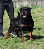 rott5