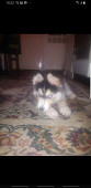 stojan31