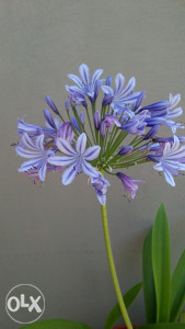 Cvijet ljubavi (africki ljiljan) agapanthus sadnice