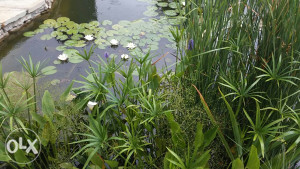 Vodeno bilje za vrtna jezera ili fontane