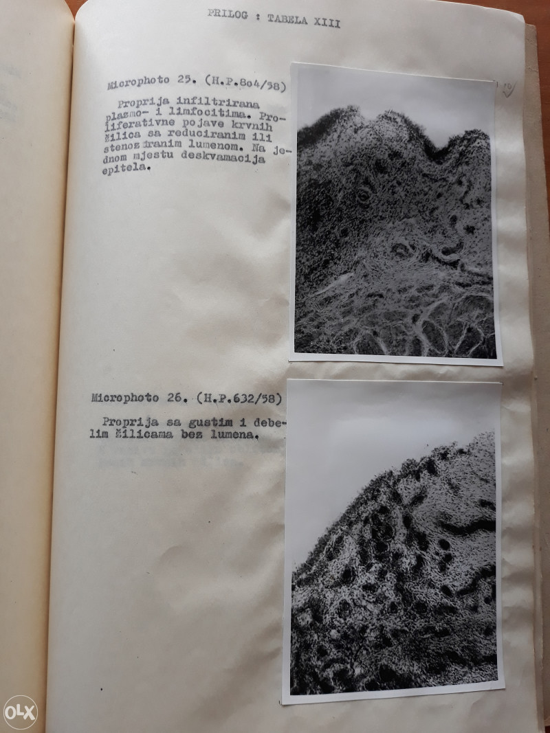 VETERINA DOKTORSKA DISERTACIJA, ABDULAH DŽUVIĆ, VETE