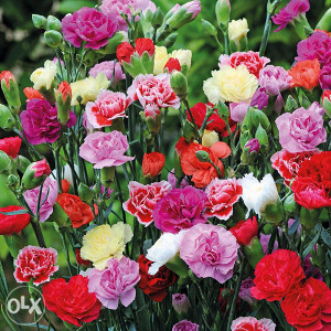Karanfil, karanfili Mix (Dianthus) ~200+ sjemenki