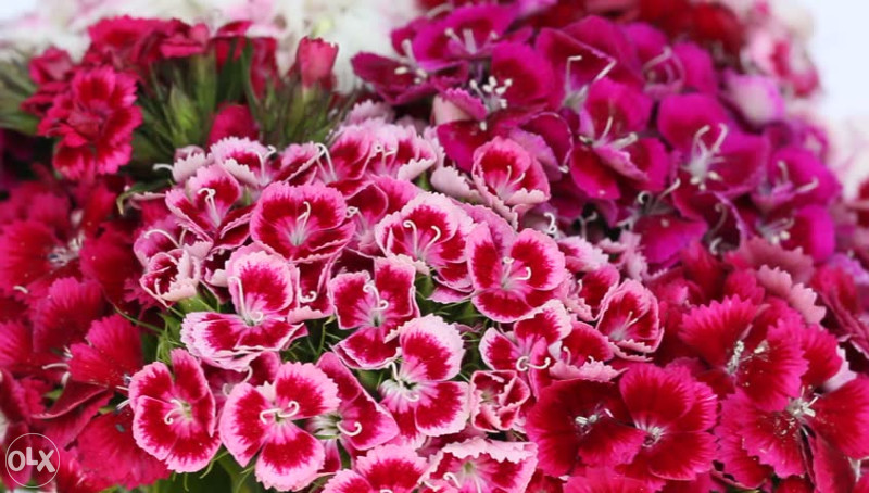Karanfil, karanfili Mix (Dianthus) ~200+ sjemenki
