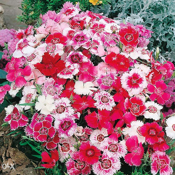 Karanfil, karanfili Mix (Dianthus) ~200+ sjemenki