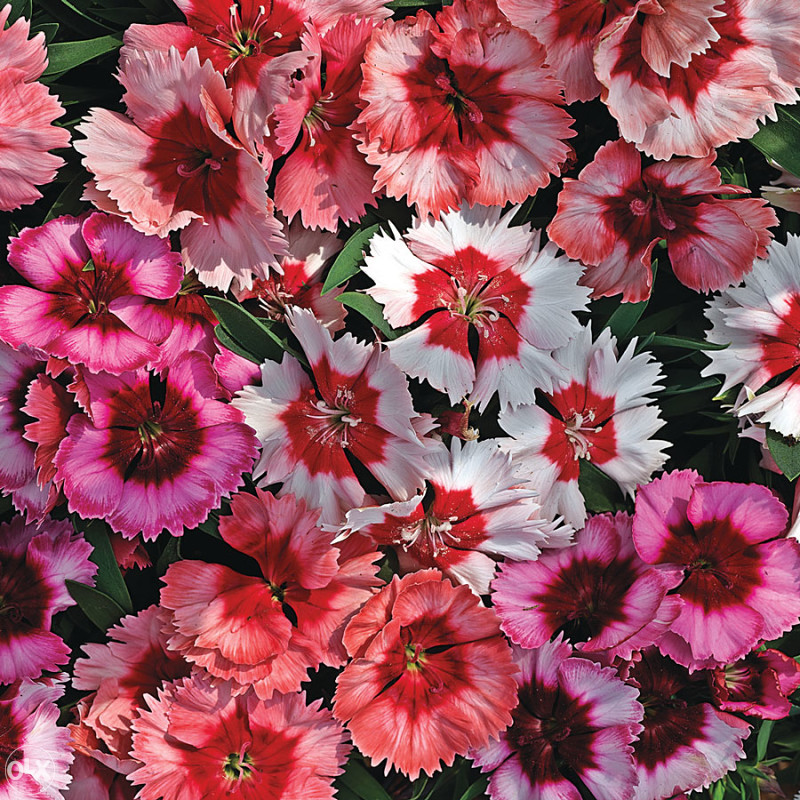 Karanfil, karanfili Mix (Dianthus) ~200+ sjemenki