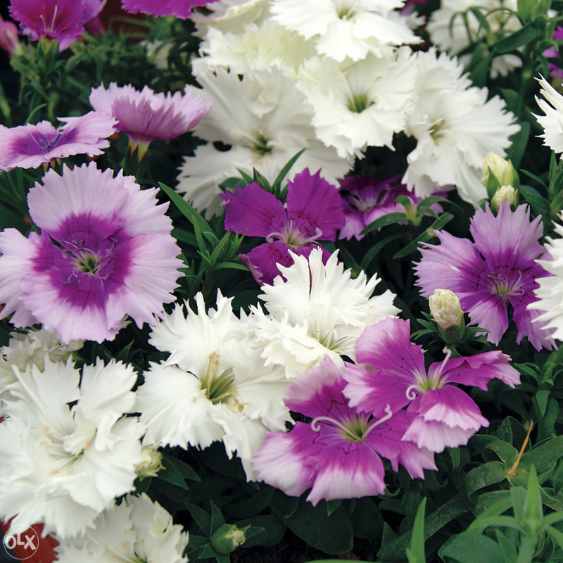 Karanfil, karanfili Mix (Dianthus) ~200+ sjemenki