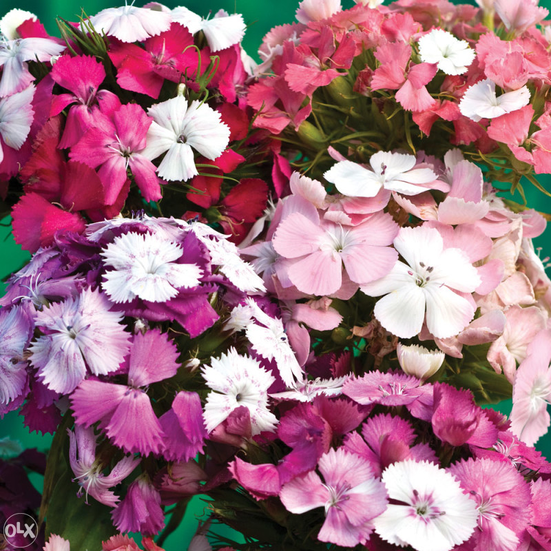 Karanfil, karanfili Mix (Dianthus) ~200+ sjemenki