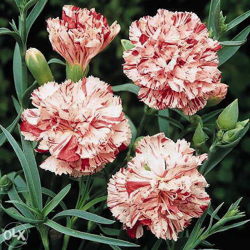 Karanfil, karanfili Mix (Dianthus) ~200+ sjemenki