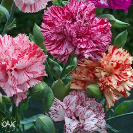 Karanfil, karanfili Mix (Dianthus) ~200+ sjemenki