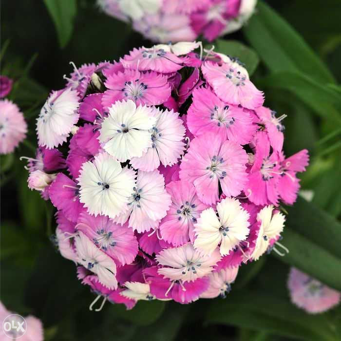 Karanfil, karanfili Mix (Dianthus) ~200+ sjemenki