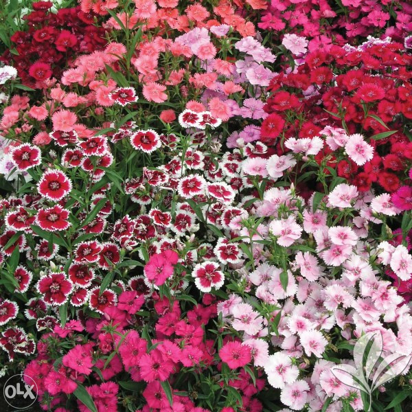Karanfil, karanfili Mix (Dianthus) ~200+ sjemenki