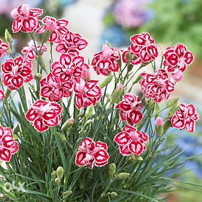 Karanfil, karanfili Mix (Dianthus) ~200+ sjemenki