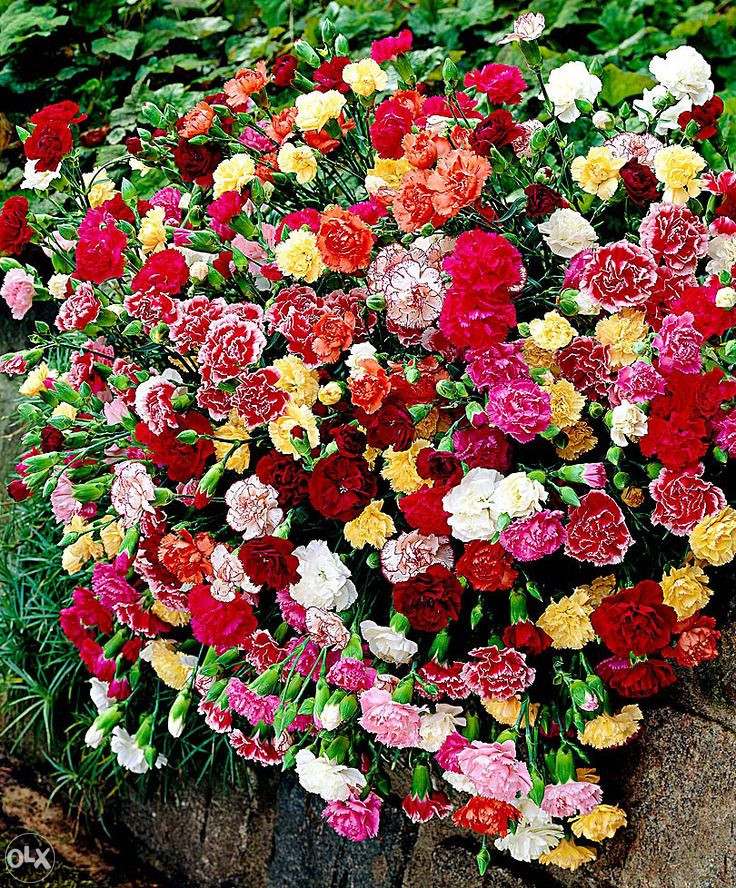 Karanfil, karanfili Mix (Dianthus) ~200+ sjemenki