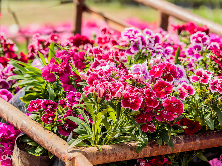 Karanfil, karanfili Mix (Dianthus) ~200+ sjemenki