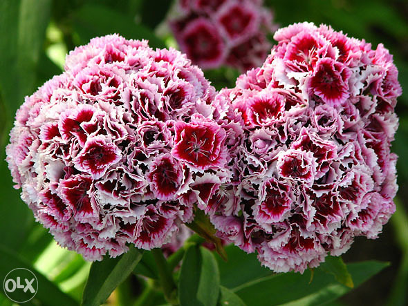 Karanfil, karanfili Mix (Dianthus) ~200+ sjemenki
