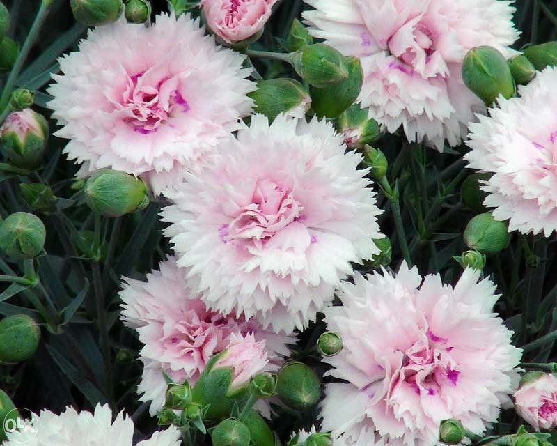 Karanfil, karanfili Mix (Dianthus) ~200+ sjemenki