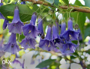 Plave trubice acnistus australis blue