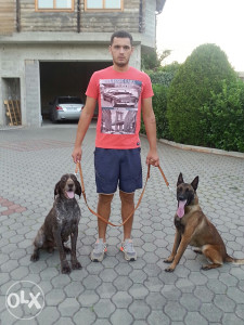 Belgijski ovcar-malinoa