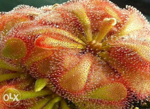 Mesožderka, mesožderke Drosera aliciae