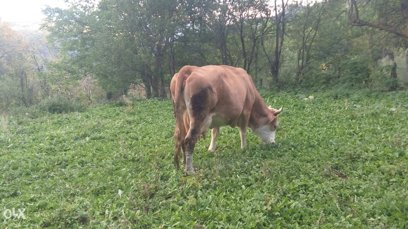 Krave stoka