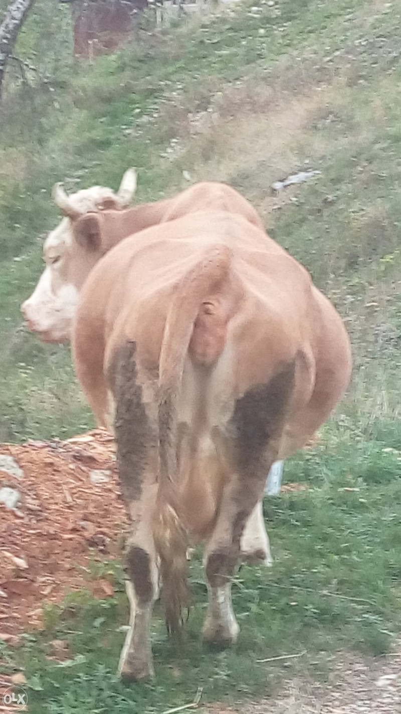 Krave stoka