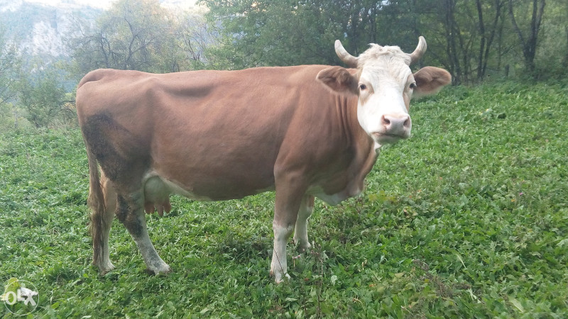 Krave stoka