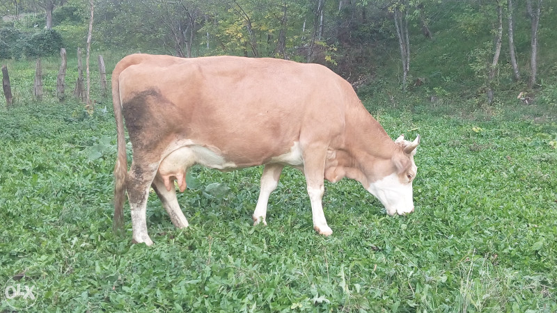 Krave stoka