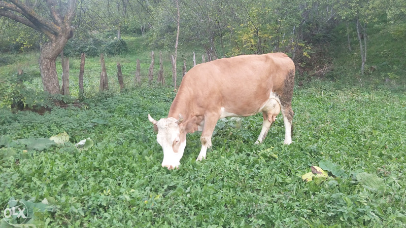 Krave stoka