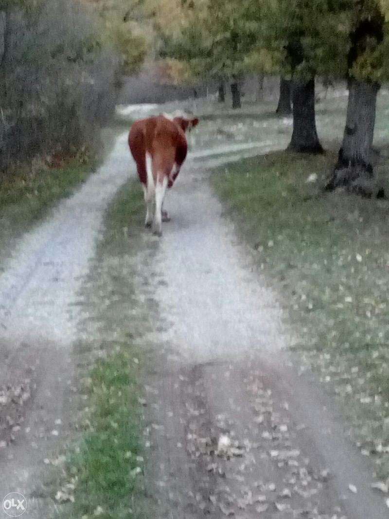 Prodajem kravu stara tri godine