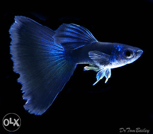 guppy moscow blue