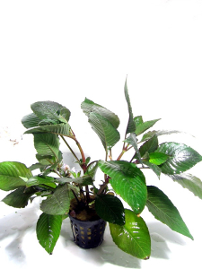 NOMAPHILA STRICTA