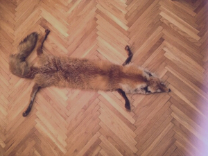 krzno lisica okovratnik