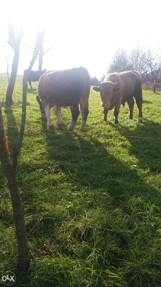 Krave stoka