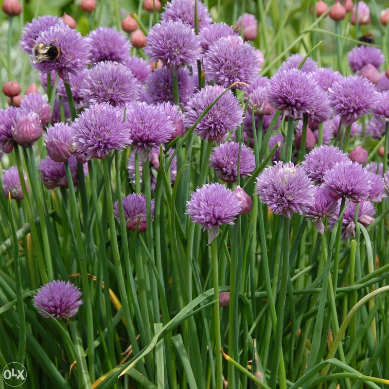 Luk vlasac, vlašac (Allium sch.) ~100+ sjemenki