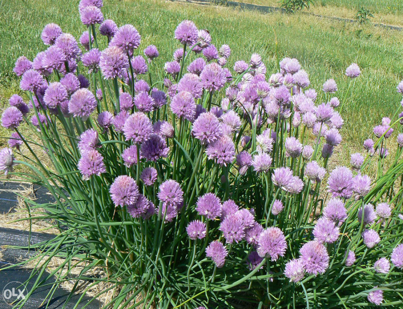 Luk vlasac, vlašac (Allium sch.) ~100+ sjemenki