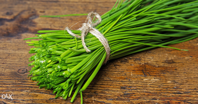 Luk vlasac, vlašac (Allium sch.) ~100+ sjemenki