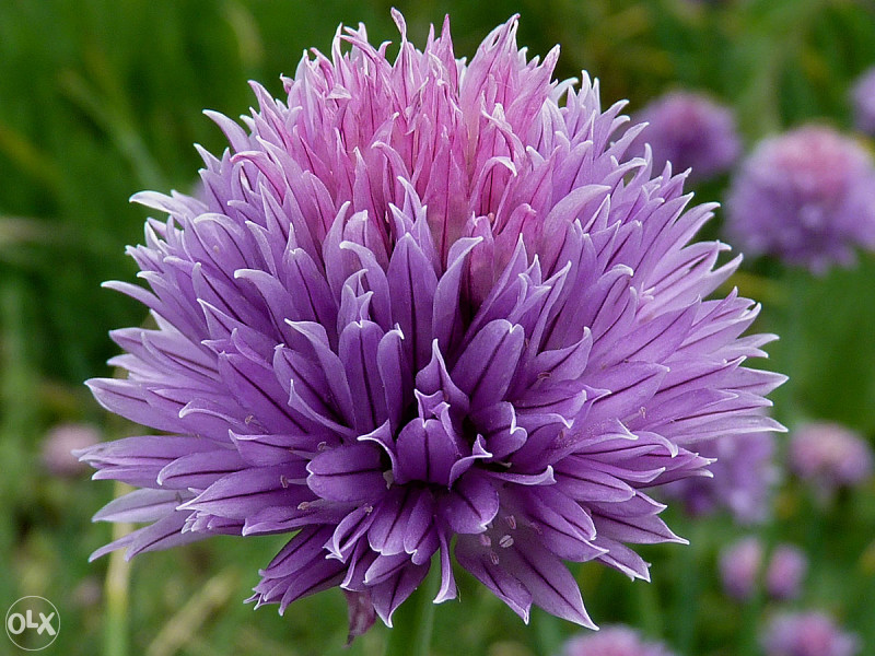 Luk vlasac, vlašac (Allium sch.) ~100+ sjemenki