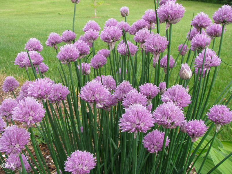 Luk vlasac, vlašac (Allium sch.) ~100+ sjemenki