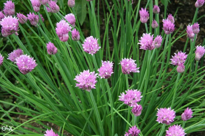 Luk vlasac, vlašac (Allium sch.) ~100+ sjemenki