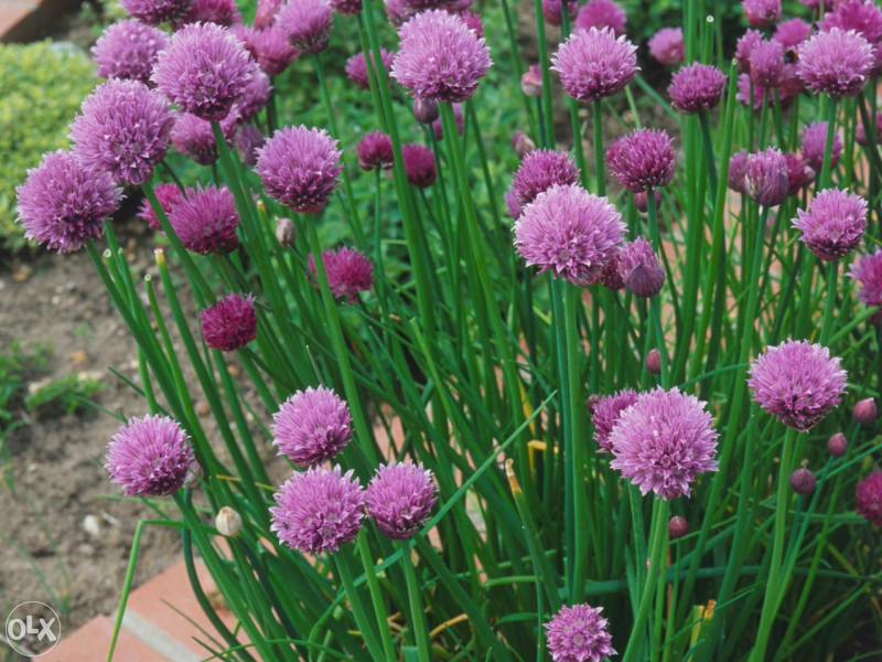 Luk vlasac, vlašac (Allium sch.) ~100+ sjemenki