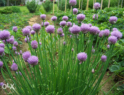 Luk vlasac, vlašac (Allium sch.) ~100+ sjemenki