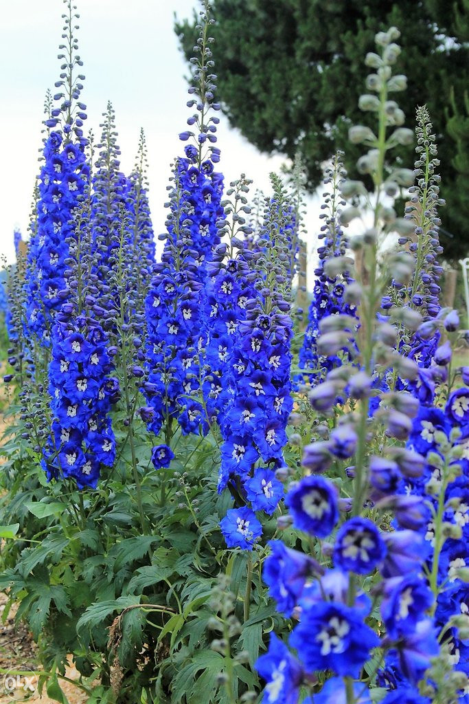 Džinovski Kokotić Kokotac (Delphinium) ~40+ sjemenki
