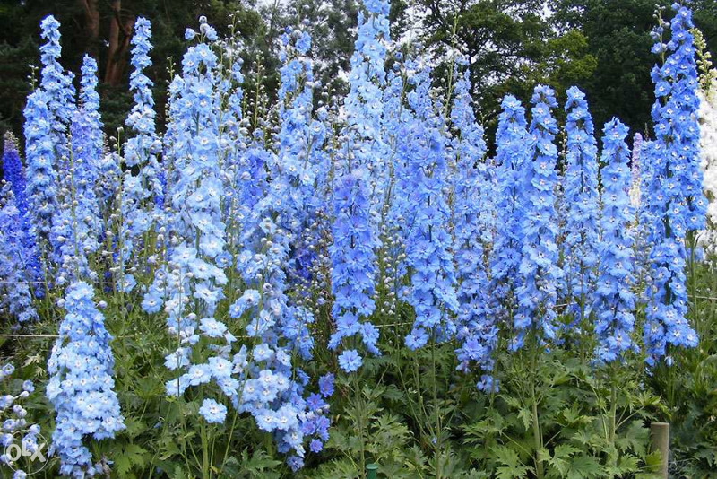 Džinovski Kokotić Kokotac (Delphinium) ~40+ sjemenki