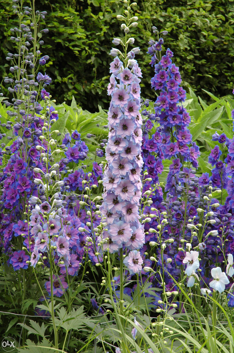 Džinovski Kokotić Kokotac (Delphinium) ~40+ sjemenki
